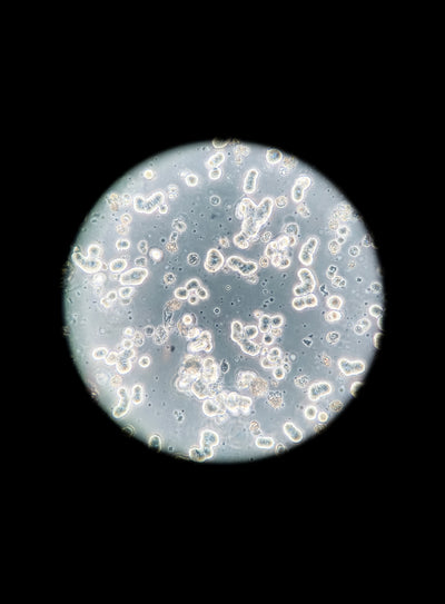 Aux curieux qui souhaitent mieux comprendre la nutraceutique