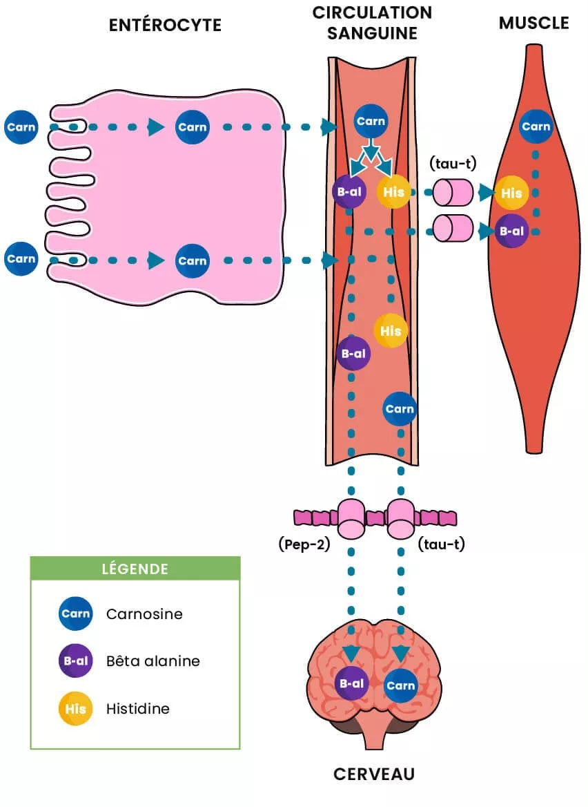 carnosine acide aminé