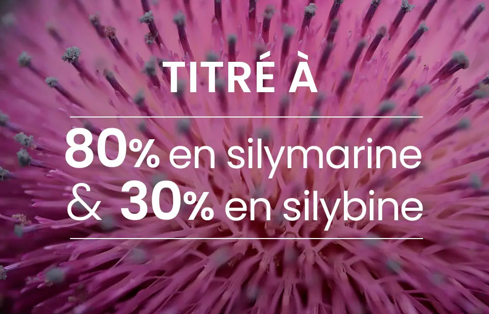 chardon-marie silymarine