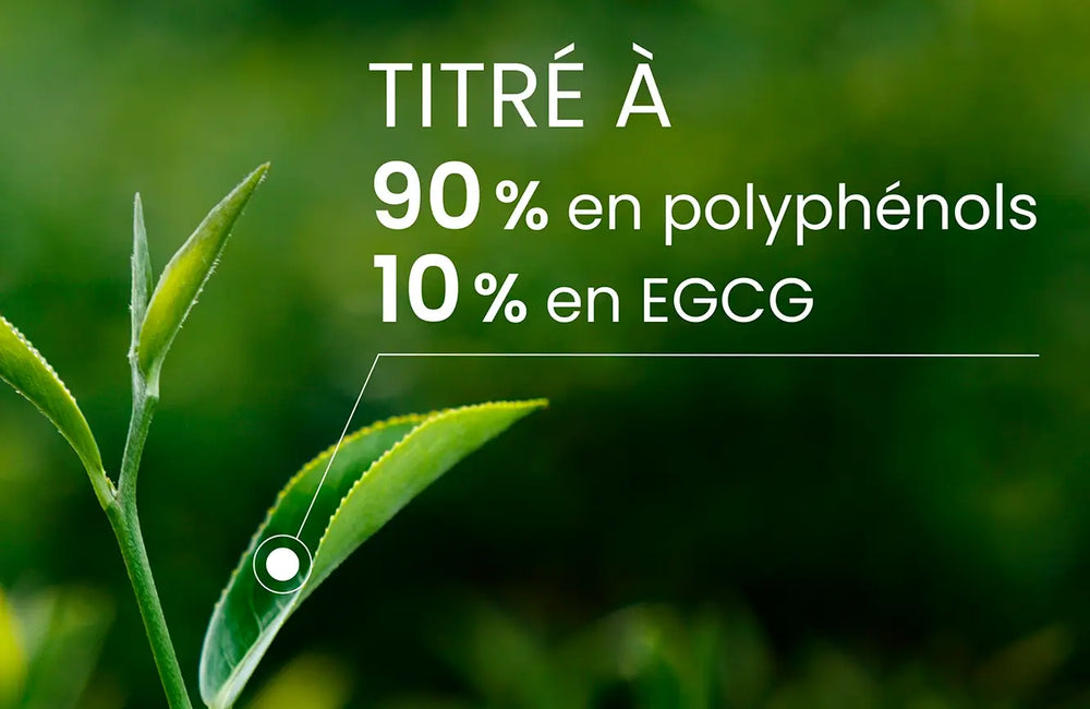Thé vert polyphénols