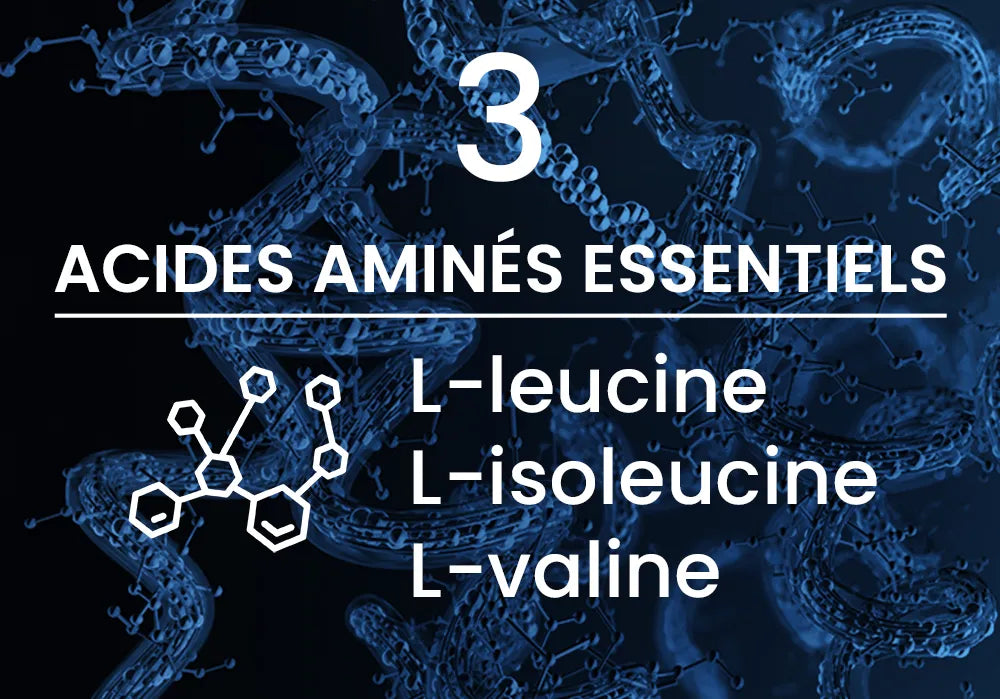 sèche musculaire bcaa