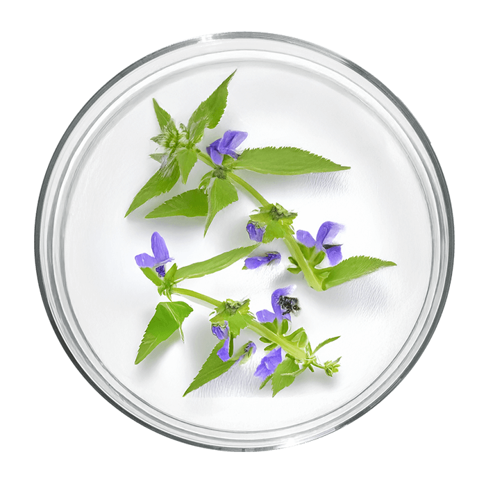Scutellaria baicalensis Scutellaire du Baïkal 85 baicaline — free download